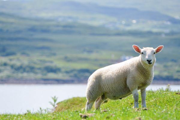 42岁1979年的属羊人在2021年上半年运势及运程 属羊人在2021年上半年运势及运程