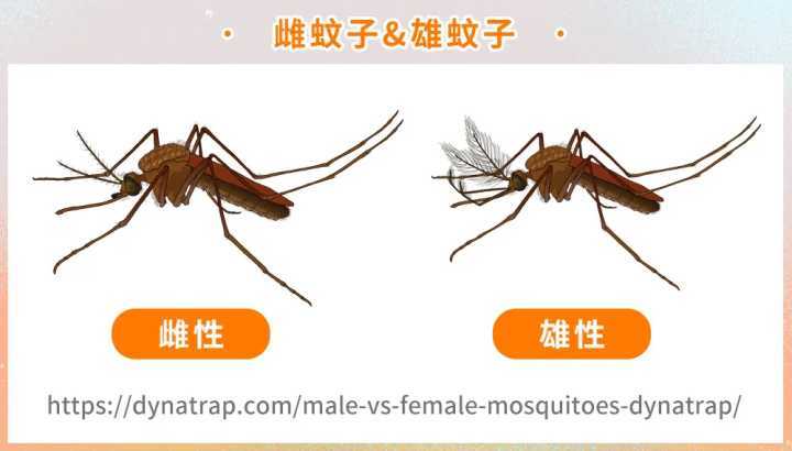 蚊子喜欢叮咬什么血型的人 　　蚊子不会区分血型
