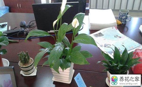 放办公室的绿色植物寓意好的 放办公室的绿色植物寓意好的 