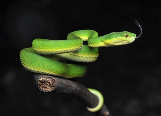 什么蛇是苦命蛇 出生于二月的属蛇人