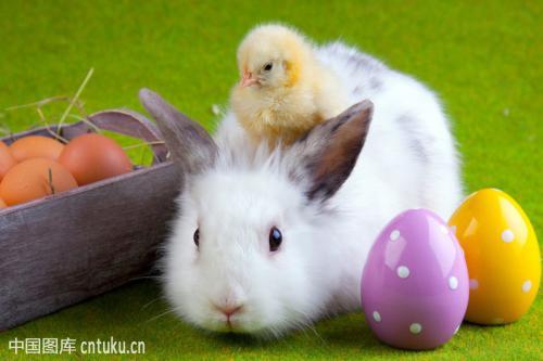 属兔和鸡相配婚姻如何 属兔和属鸡的性格