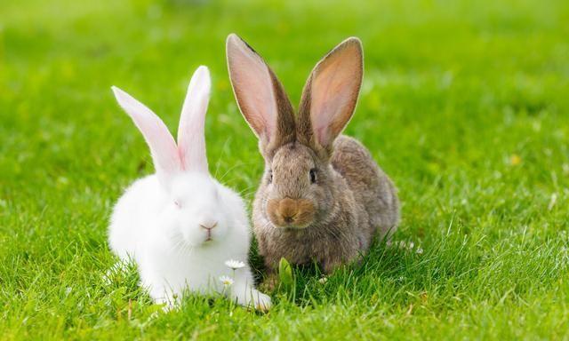 2020鼠年3月生肖属兔人的运势解析 生肖兔2020鼠年的运势