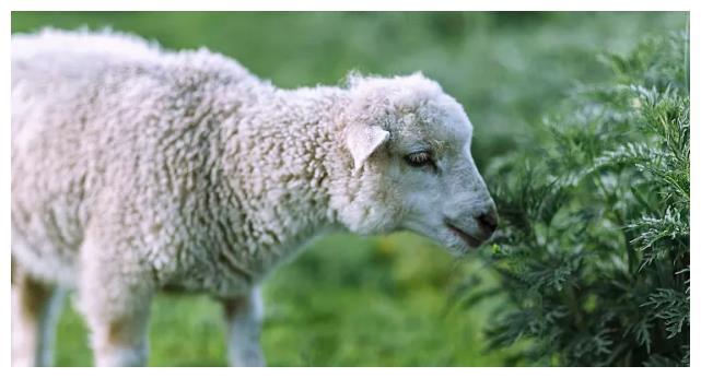 1979年属羊2022年运势男 属羊人的事业运势呈上升趋势