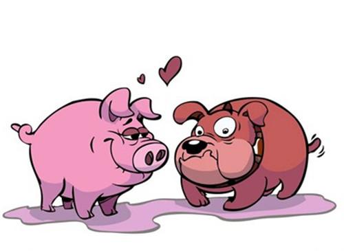 男鸡女猪的婚姻配对分析 一、男鸡女猪的婚姻配对宜忌