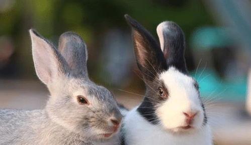 属兔几月出生是富贵命 农历八月出生的兔人财运好