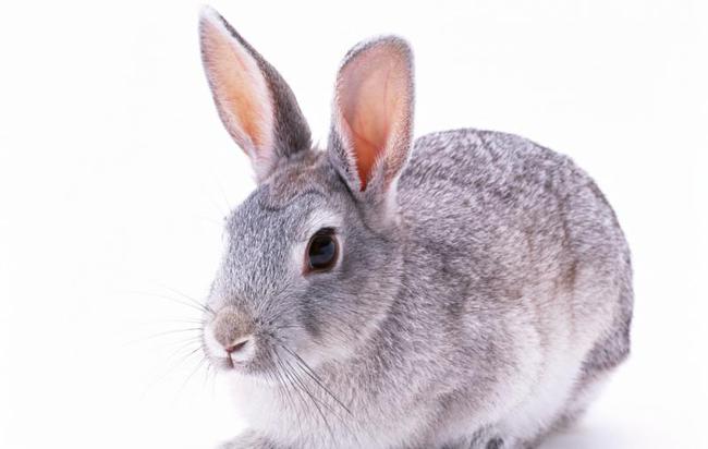 1987生肖兔一生的克星是谁 鼠是87年兔的一生克星吗