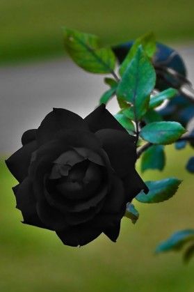 黑玫瑰花语象征独一无二动人的爱情 黑玫瑰简介：
