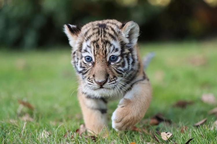 2022年几月出生的虎宝宝最好命