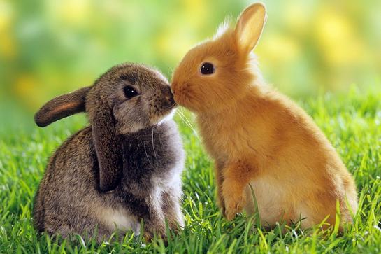 属兔人属相姻缘配对 　　一、属兔人的性格命运解析