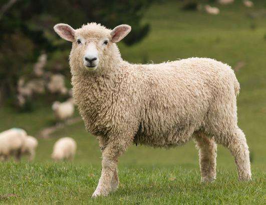 2021年事业运最好的生肖之一 2021年最好的事业运生肖属羊