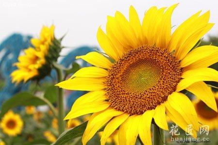 太阳花的寓意和花语是什么 太阳花相关知识