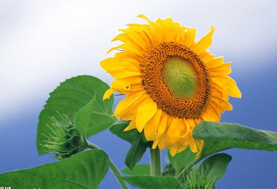 太阳花花语是沉默的爱 太阳花的介绍：