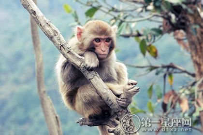 1968年属猴的女人一生的命运 属猴女人68年出生的个人运程