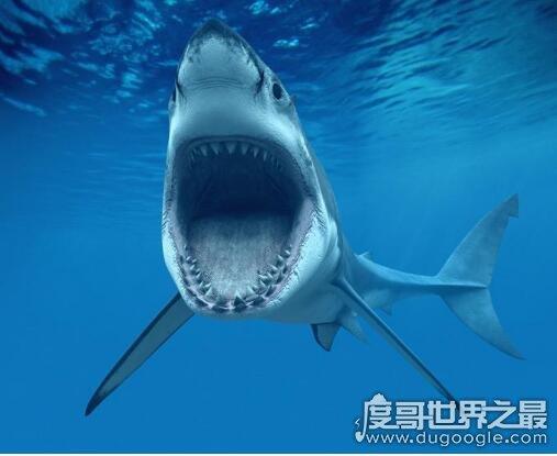 梦见大鲨鱼要发财 梦见大鲨鱼什么意思和寓意的好坏：