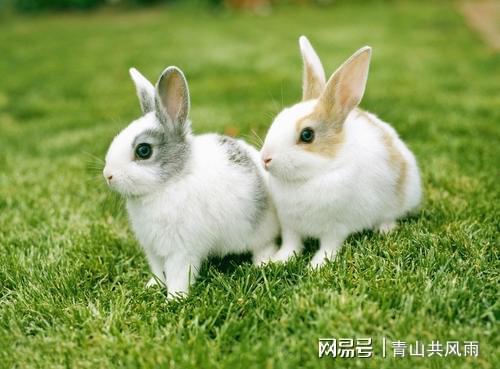 2020年属兔的几月出生最好 属兔人生于5、6月的特点