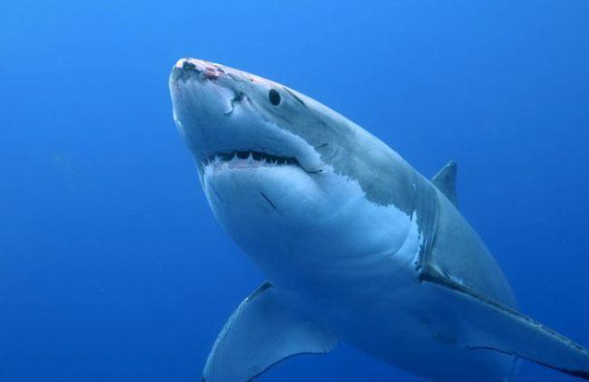 梦见大鲨鱼会招来厄运 一、梦见大鲨鱼是什么意思?梦见大鲨鱼的好坏