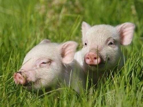 1995年属猪人一生运势 出生95年的属猪人一生命运