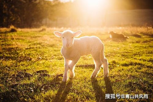 79年属羊运势最旺是哪一年 属羊44岁财运最旺