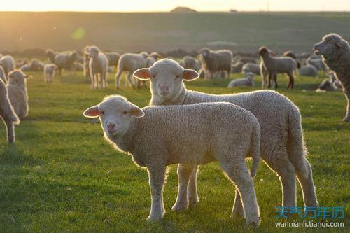 2015年巳时出生的生肖属羊人是什么命 2015年出生属羊人命运怎么样？