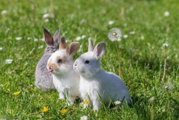 生肖兔几月份出生最好 属兔几月出生最好?