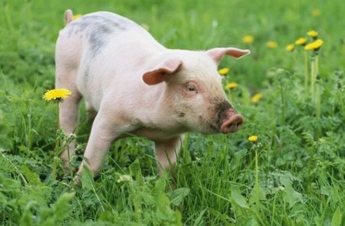 猪和猪做生意能不能合财 猪和猪做生意合不合财