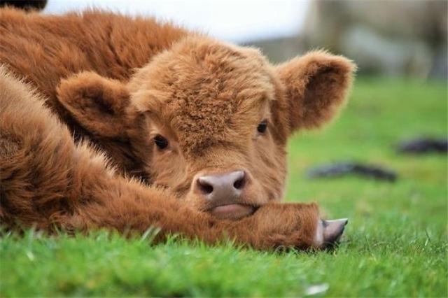 属牛什么时候出生最好命 属牛人出生几点是有福之人