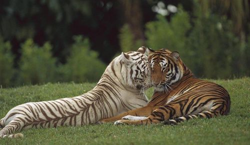虎与虎在一起合不合 感情上虎和虎可以在一起吗