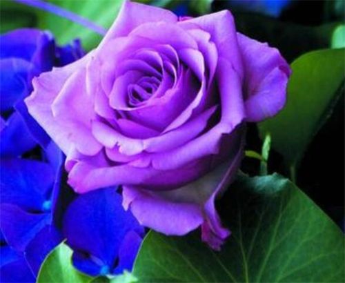 紫玫瑰花语是什么 紫玫瑰花语大全：