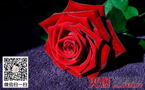 红玫瑰花语象征着我爱你 一、红玫瑰花语是热恋
