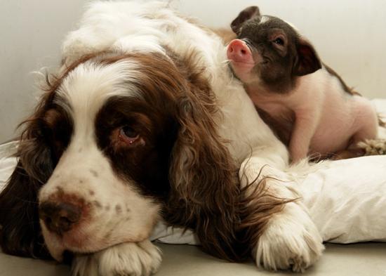 猪和狗在一起对谁不利 生肖猪容易拖累生肖狗