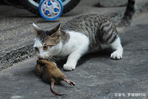 梦见猫抓老鼠是好事 一、梦见猫抓老鼠是什么意思?梦见猫抓老鼠的好坏