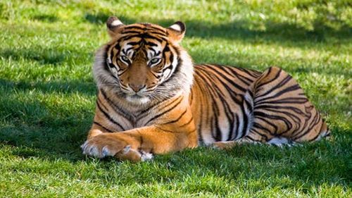 做梦梦见老虎是什么意思 做梦梦见老虎什么意思和寓意的好坏：