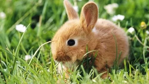 农历1975年属兔是什么命 属兔人一生的财运