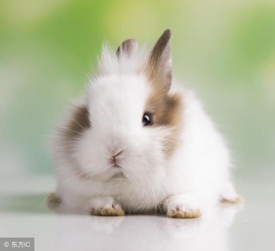 1999属兔的今年多大虚岁 99年出生的肖兔者虚岁几岁