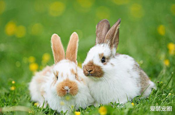 属兔的女生跟什么属相最合 　　一、属兔的和什么属相最配?