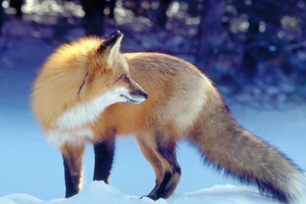 梦见狐狸会带来厄运 一、梦见狐狸是什么意思?梦见狐狸的好坏