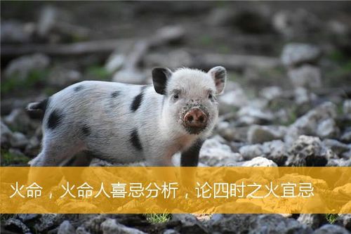 1995年属猪是火命还是木命 95年木猪的性格