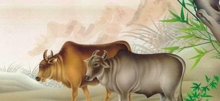 属牛的人五行与命运 　　一、五行属金的金牛(1961年出生、2021年出生)