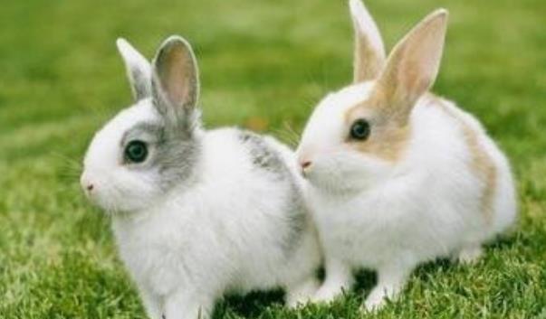 两个75年属兔的在一起好吗 两个生肖兔在一起合财吗