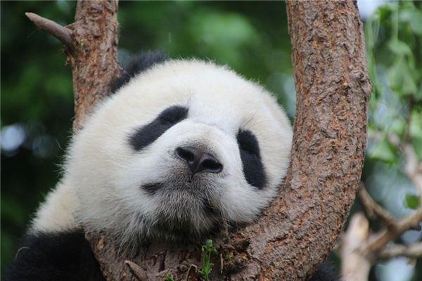 梦见大熊猫异性缘会上升 梦见大熊猫是什么意思和寓意的好坏：  