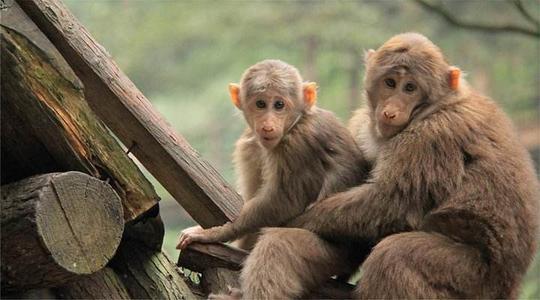 猴和猴一起做生意合财吗 两猴一起做生意合财吗