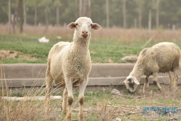 属羊和属羊2021年秋季婚嫁合适吗 2021年秋季羊和羊结婚好日子