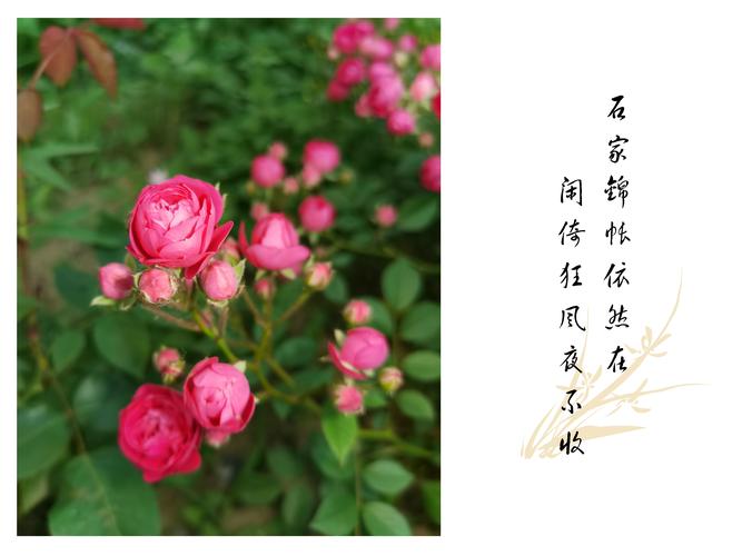蔷薇花语象征着热恋的爱情 一、蔷薇花语代表着爱情与喜庆
