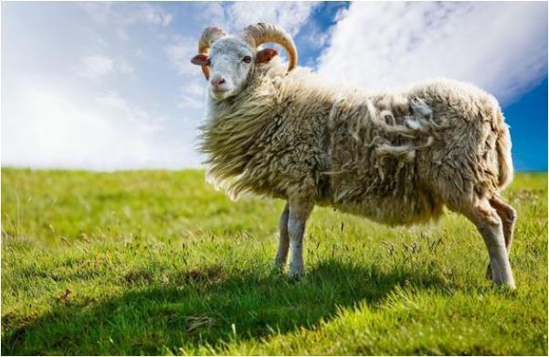67年出生的属羊的男人2021牛年运气偏低 67年出生的属羊的男人2021牛年运气