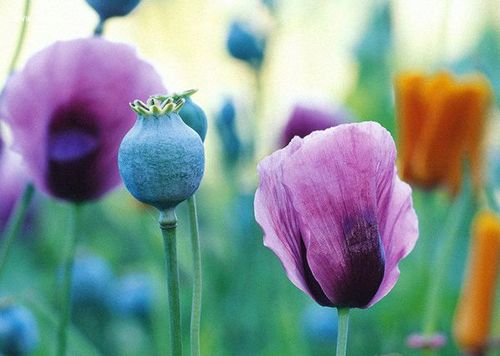 罂粟花的花语代表着死亡 一、罂粟花的花语含义是死亡之恋