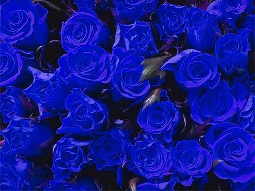 蓝玫瑰花语代表着清纯的爱 一、蓝玫瑰花语代表着奇迹与珍惜的事物