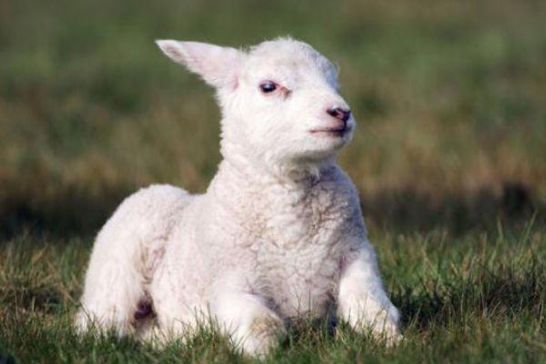 6岁2015年出生的属羊人2021年下半年运气运势 属羊人2021年下半年运气运势