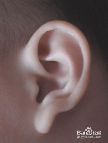 元宝耳朵的人性格命运如何 元宝耳朵长什么样子