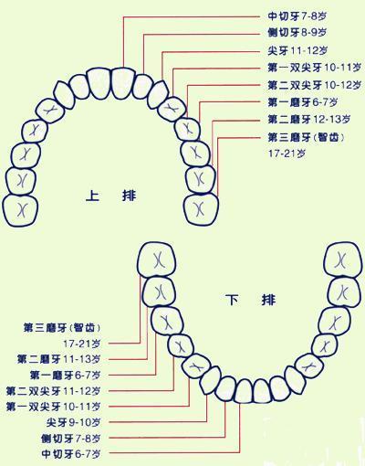 人有多少颗牙齿 一、人的牙齿数量一般是在28之32颗之间