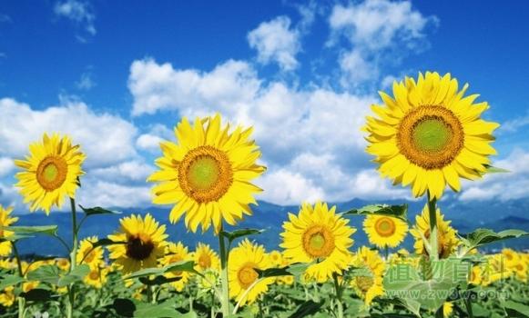 太阳花的花语代表什么意思 　　关于太阳花：